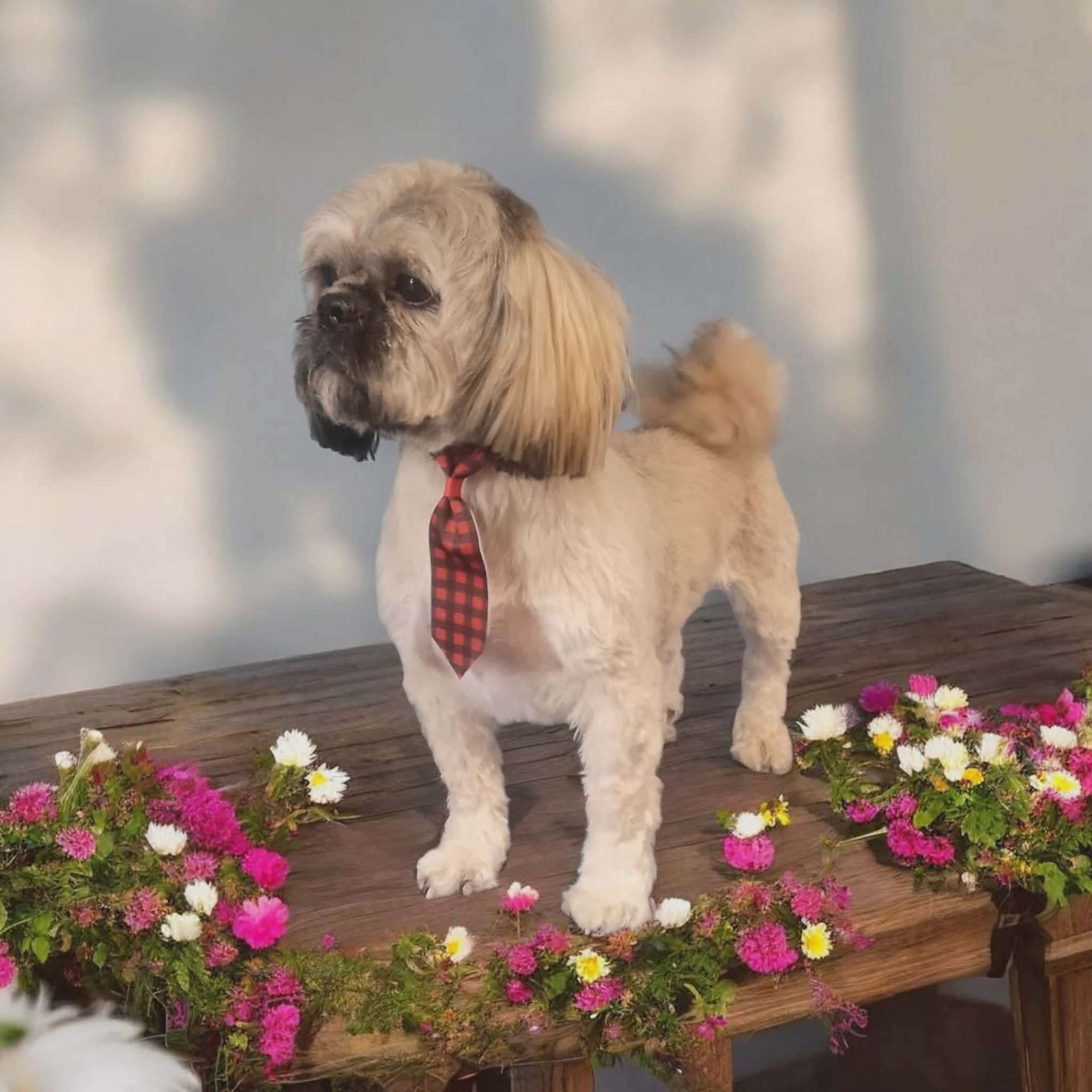 Freshly groomed dog